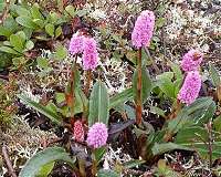 Greening continues across Arctic ecosystems