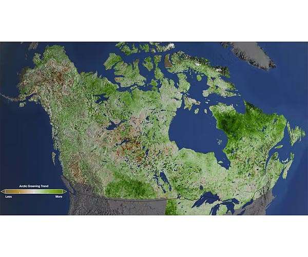 Arctic greening won't save the climate - here's why