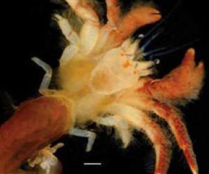 American University biologist discovers new crab species
