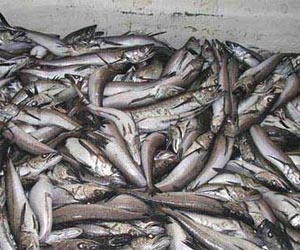 Argentina risks losing hake export market