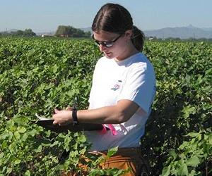 Gene Transfer From Transgenic Crops: A More Realistic Picture