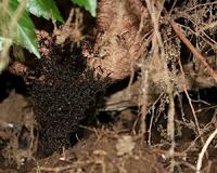 Underground ants can't take the heat