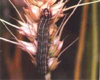 Sierra Leone mans defences against army worm invasion