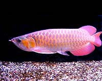 Prized fish the latest liquid asset for Asia's super-rich