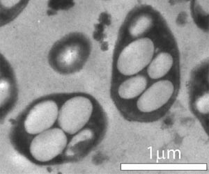 NASA finds 'weird life' on Earth