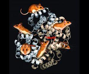 Context crucial when it comes to mutations in genetic evolution