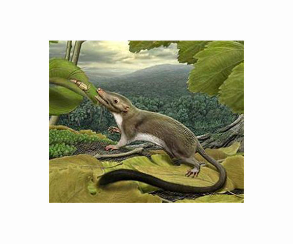 How placentas evolved in mammals