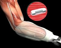 Study: Mini cellular antennae helps turn muscle into fat