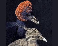 Retracing the bird's beak to its dinosaur origins, in the laboratory
