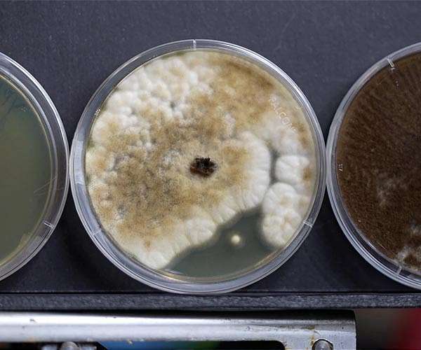 NRL fungal experiment launches as Artemis I payload