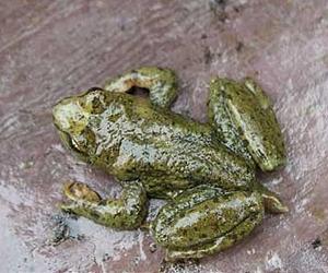 Primitive Frogs Do A Belly Flop
