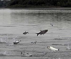 New biomass data reveals fish stocks more stable than believed