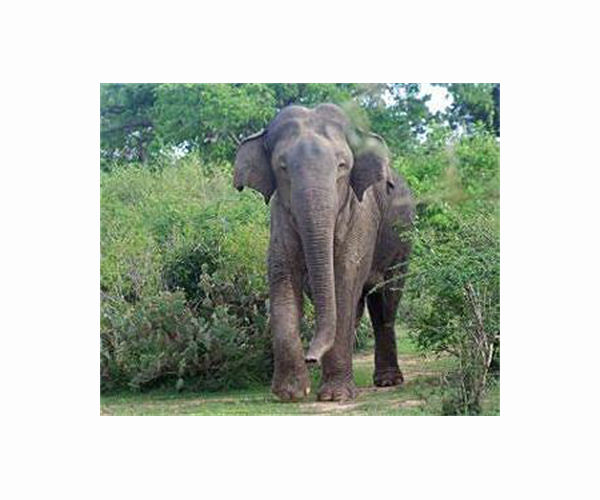 Elephants led to safety after Bangladesh beach ordeal