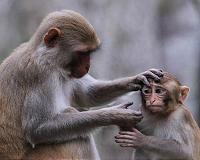 The primate brain is 'pre-adapted' to face potentially any situation