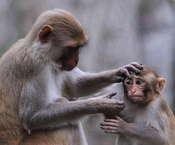 Monkey business: Sri Lanka considers macaque sales to China