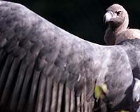 New drug threatens India's endangered vultures
