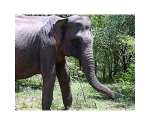 Sri Lankan survey finds 'healthy' elephant numbers