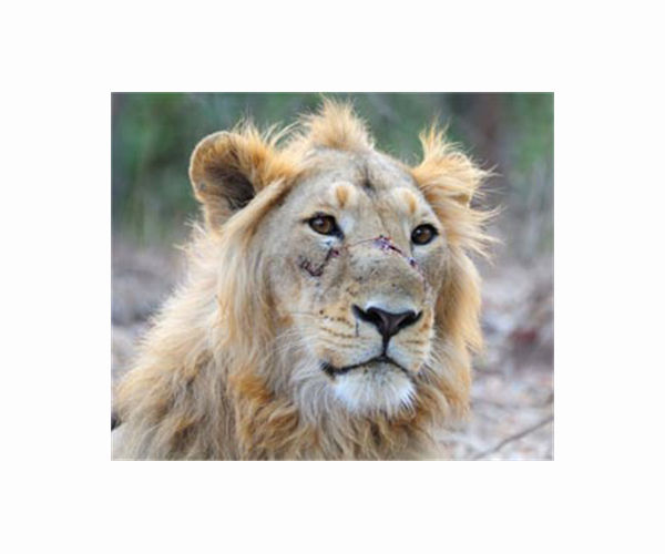 India's lion population rises by a third