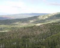 Which trees face death in drought