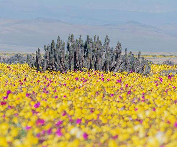 Secret behind spectacular blooms in world's driest desert is invisible to human eyes