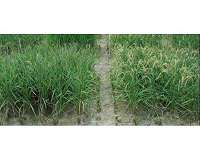 New rice fights off drought