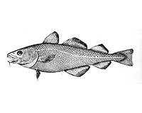 Ice Age Imprint Found On Cod DNA