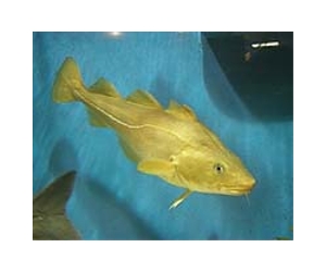 Impaired recovery of Atlantic cod - forage fish or other factors?
