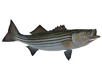 Atlantic striped bass focus of Md. warning