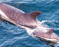 Contaminants In Marine Mammals' Brains