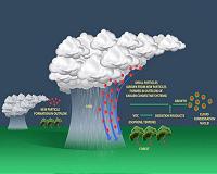 3D View of Amazon forests captures effects of El Nino drought