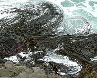 Kelp's record journey exposes Antarctic ecosystems to change