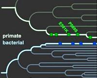 Human DNA shows traces of ancient battle between primate and pathogen