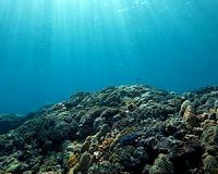 Habitats contracting as fish and coral flee equator