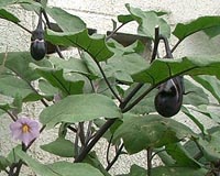 Chemical plant helps Dutch aubergine grower
