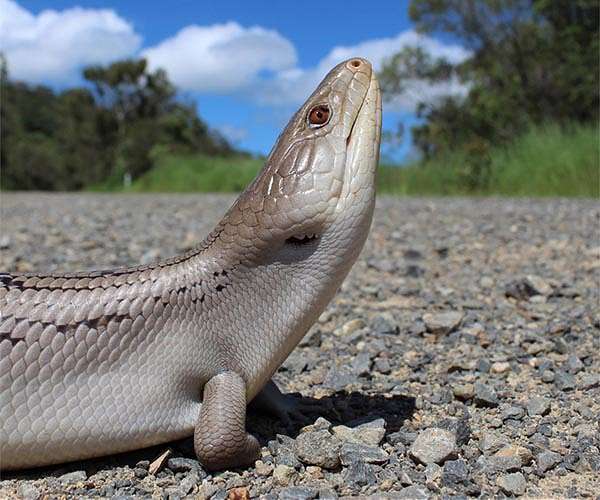 Blue-tongue vs red-bellied black: An Australian evolutionary arms race