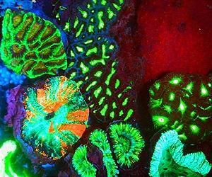 Viruses linked to algae that control coral health