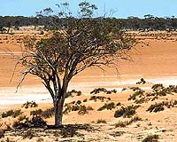 Australia to set up carbon trading scheme by 2010