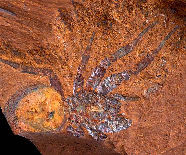 Life in the dead heart of Australia