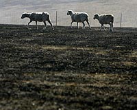 Australia counts cost of fires, floods
