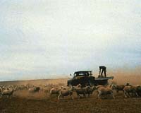CSIRO Sells Wool Scour To Australian Business