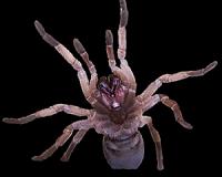 New tarantula species discovered with horn-like feature on its back