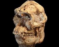 Peering into Little Foot's 3.67 million-year-old brain