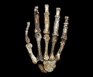 Handier than Homo habilis