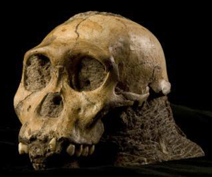 New Hominid Shares Traits With Homo Species