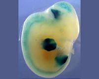 Modern genetics confirm ancient relationship between fins and hands