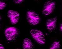 New plant research solves a colorful mystery
