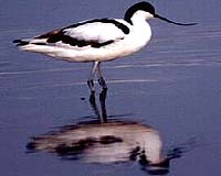 Shorebird Numbers Crash: Survey Alarm