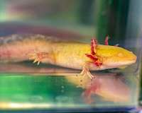 Superpowered salamander may hold the key to human regeneration