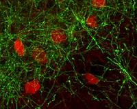 Pinning down the ticking of the neural clock