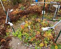 Warming climate may change the composition of northern forests